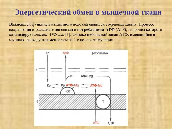 Энергетический обмен в мышечной ткани Важнейшей функцией мышечного волокна является сократительная.