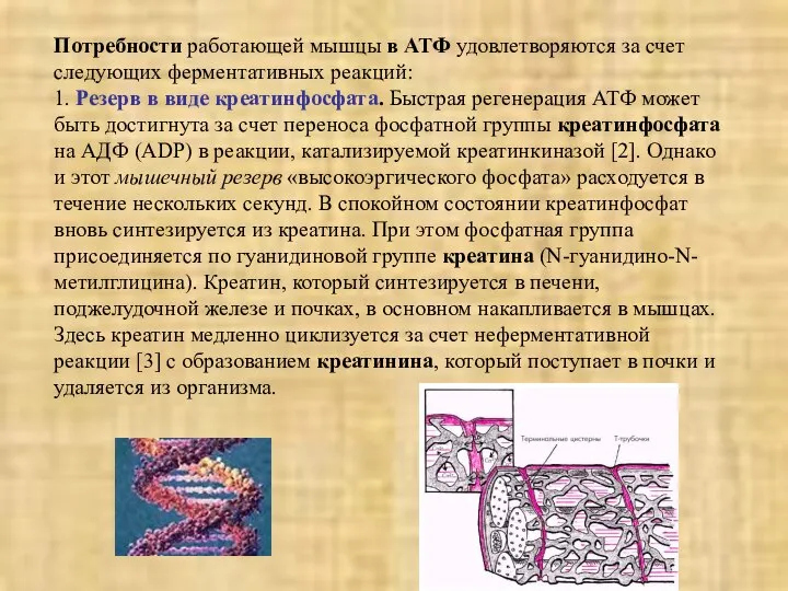 Потребности работающей мышцы в АТФ удовлетворяются за счет следующих ферментативных реакций: