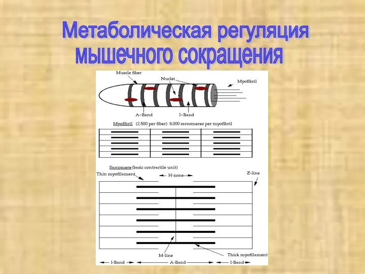 Метаболическая регуляция мышечного сокращения