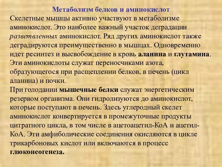 Метаболизм белков и аминокислот Скелетные мышцы активно участвуют в метаболизме аминокислот.