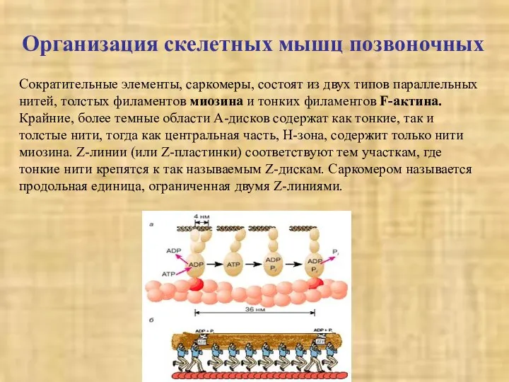 Организация скелетных мышц позвоночных Сократительные элементы, саркомеры, состоят из двух типов