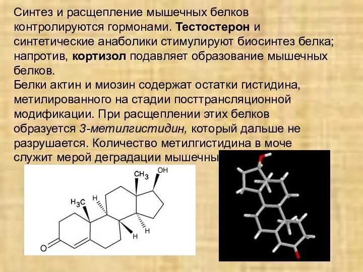 Синтез и расщепление мышечных белков контролируются гормонами. Тестостерон и синтетические анаболики