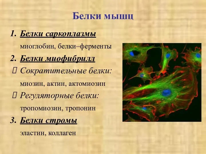 Белки мышц Белки саркоплазмы миоглобин, белки–ферменты Белки миофибрилл Сократительные белки: миозин,