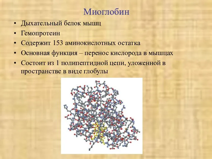 Миоглобин Дыхательный белок мышц Гемопротеин Содержит 153 аминокислотных остатка Основная функция