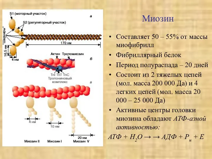 Миозин Составляет 50 – 55% от массы миофибрилл Фибриллярный белок Период