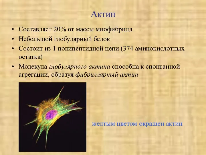 Актин Составляет 20% от массы миофибрилл Небольшой глобулярный белок Состоит из