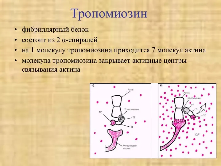 Тропомиозин фибриллярный белок состоит из 2 α-спиралей на 1 молекулу тропомиозина