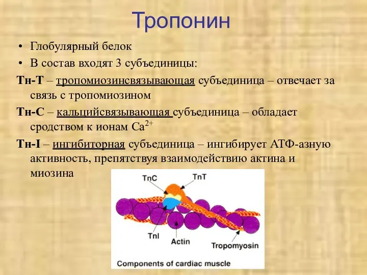 Тропонин Глобулярный белок В состав входят 3 субъединицы: Тн-Т – тропомиозинсвязывающая