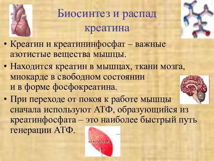 Биосинтез и распад креатина Креатин и креатининфосфат – важные азотистые вещества