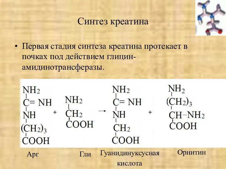 Синтез креатина Первая стадия синтеза креатина протекает в почках под действием