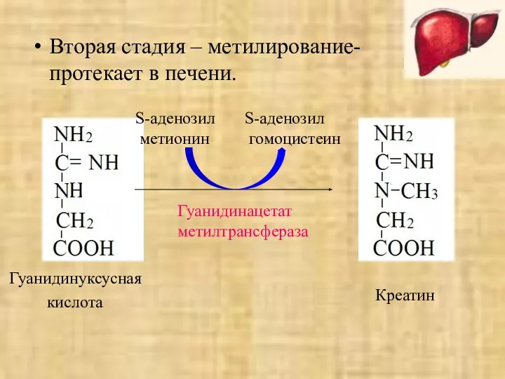 Вторая стадия – метилирование- протекает в печени. Гуанидинуксусная кислота S-аденозил метионин S-аденозил гомоцистеин Гуанидинацетат метилтрансфераза Креатин