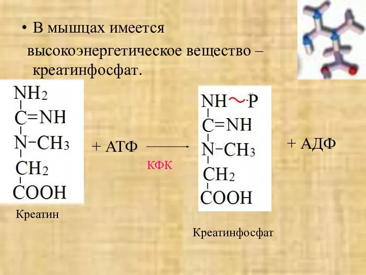 В мышцах имеется высокоэнергетическое вещество – креатинфосфат. Креатин КФК + АТФ + АДФ Креатинфосфат