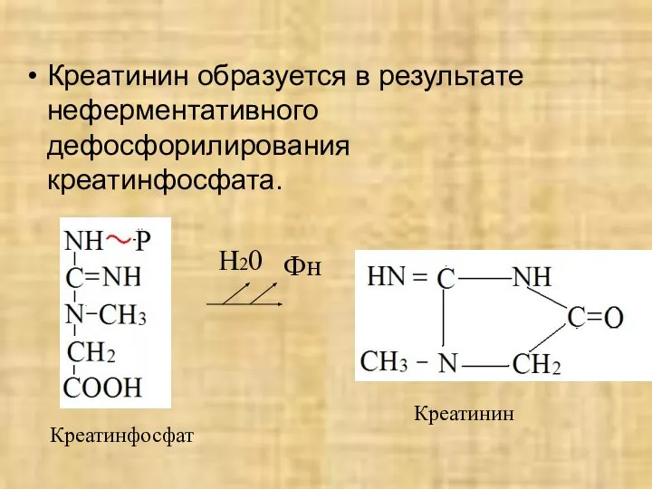 Креатинин образуется в результате неферментативного дефосфорилирования креатинфосфата. Фн Н20 Креатинфосфат Креатинин