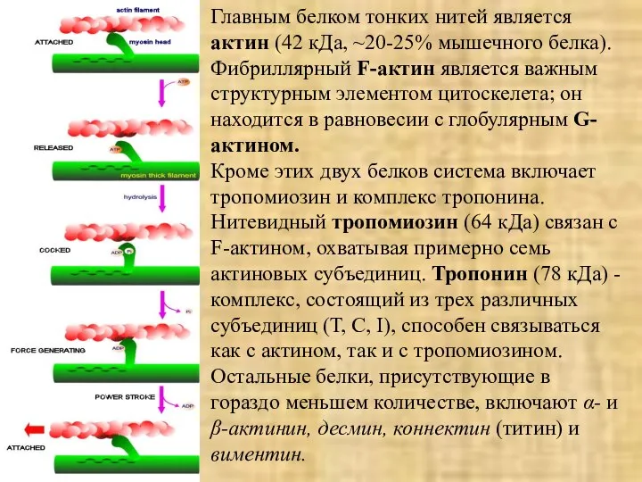 Главным белком тонких нитей является актин (42 кДа, ~20-25% мышечного белка).