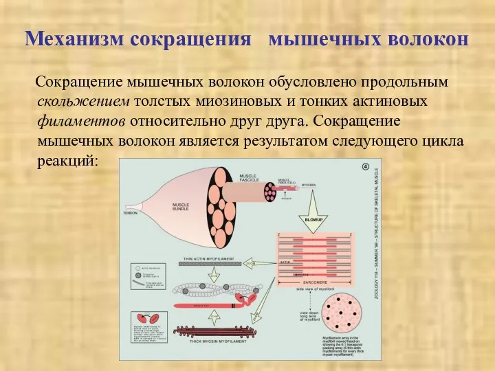 Механизм сокращения мышечных волокон Сокращение мышечных волокон обусловлено продольным скольжением толстых