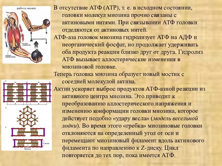 В отсутствие АТФ (АТР), т. е. в исходном состоянии, головки молекул