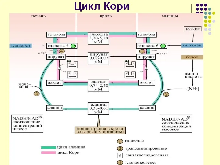 Цикл Кори