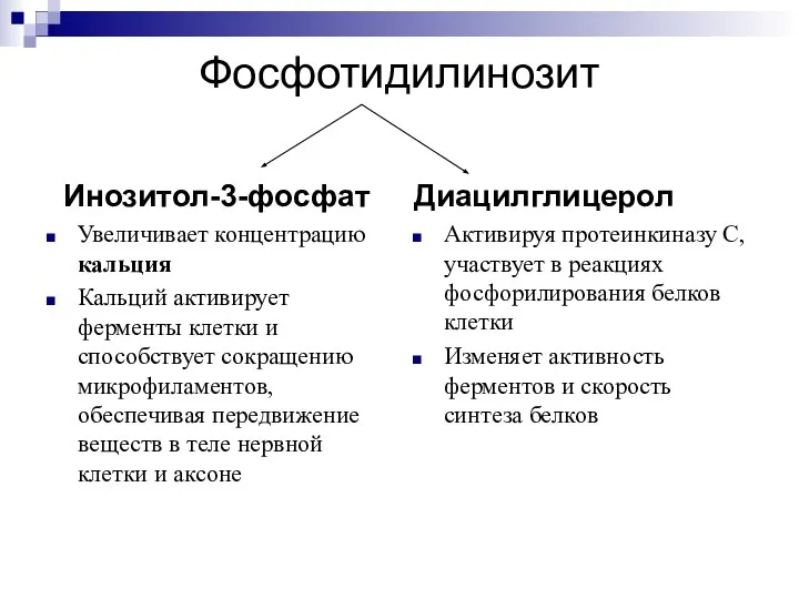 Фосфотидилинозит Инозитол-3-фосфат Увеличивает концентрацию кальция Кальций активирует ферменты клетки и способствует