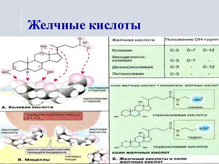 Желчные кислоты