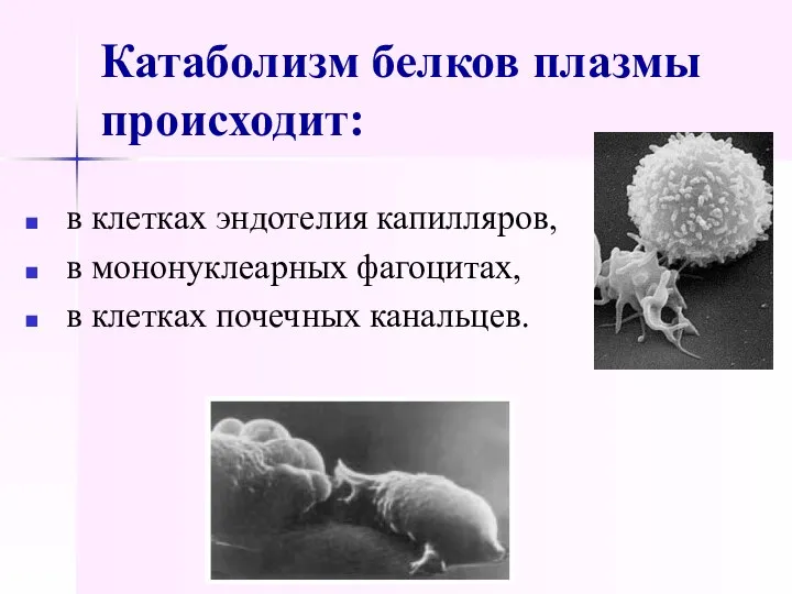 Катаболизм белков плазмы происходит: в клетках эндотелия капилляров, в мононуклеарных фагоцитах, в клетках почечных канальцев.