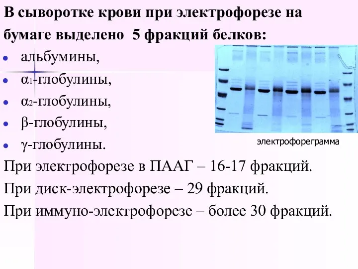 В сыворотке крови при электрофорезе на бумаге выделено 5 фракций белков: