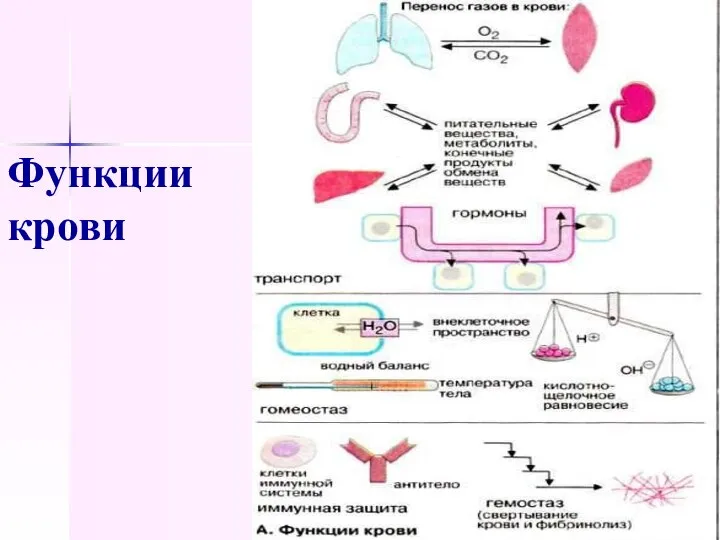 Функции крови