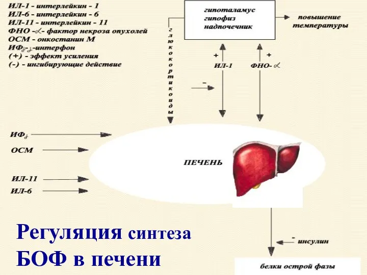 Регуляция синтеза БОФ в печени