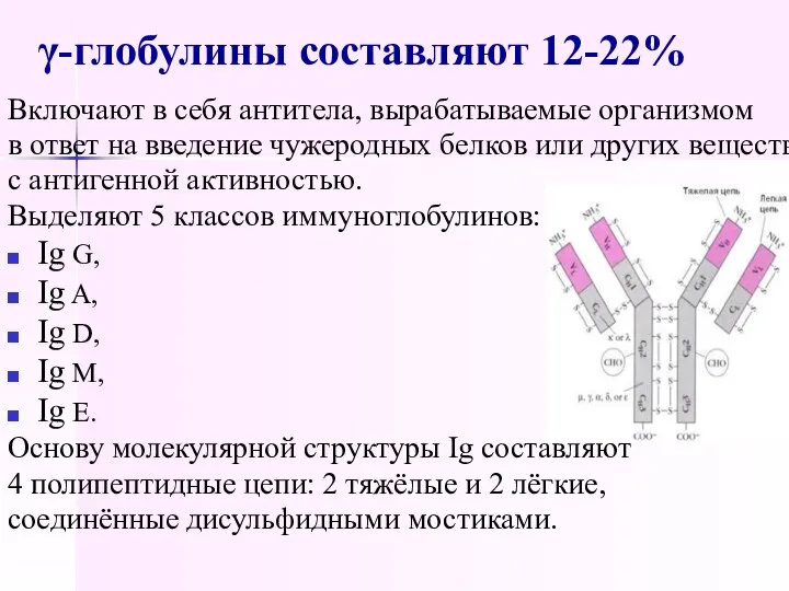 γ-глобулины составляют 12-22% Включают в себя антитела, вырабатываемые организмом в ответ