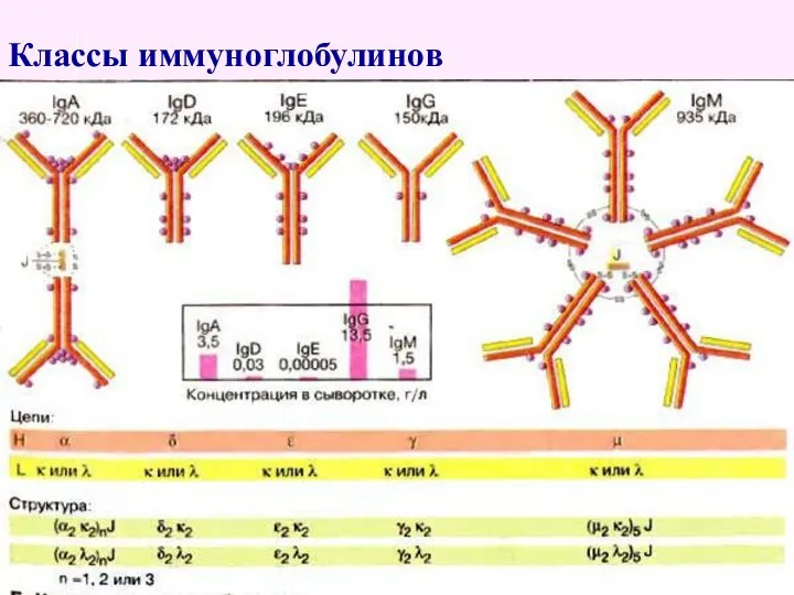 Классы иммуноглобулинов