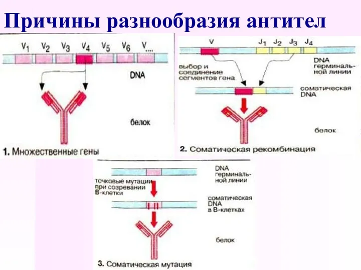 Причины разнообразия антител