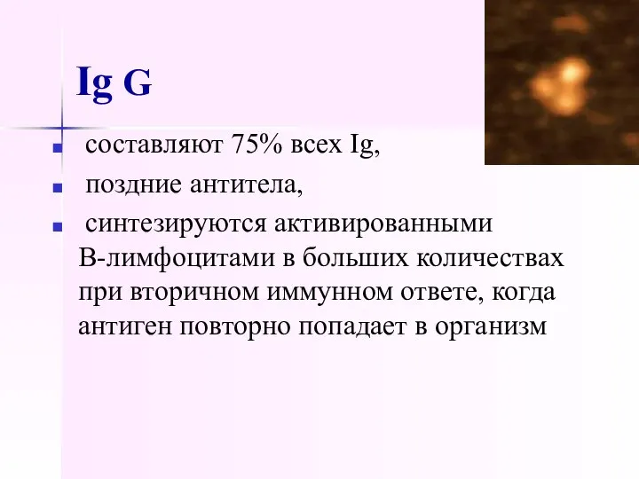 Ig G составляют 75% всех Ig, поздние антитела, синтезируются активированными В-лимфоцитами