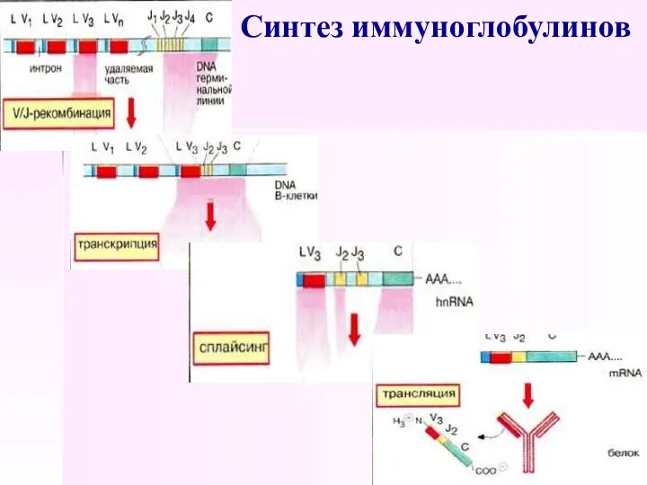 Синтез иммуноглобулинов