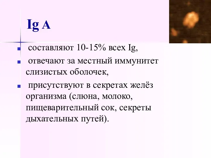 Ig A составляют 10-15% всех Ig, отвечают за местный иммунитет слизистых