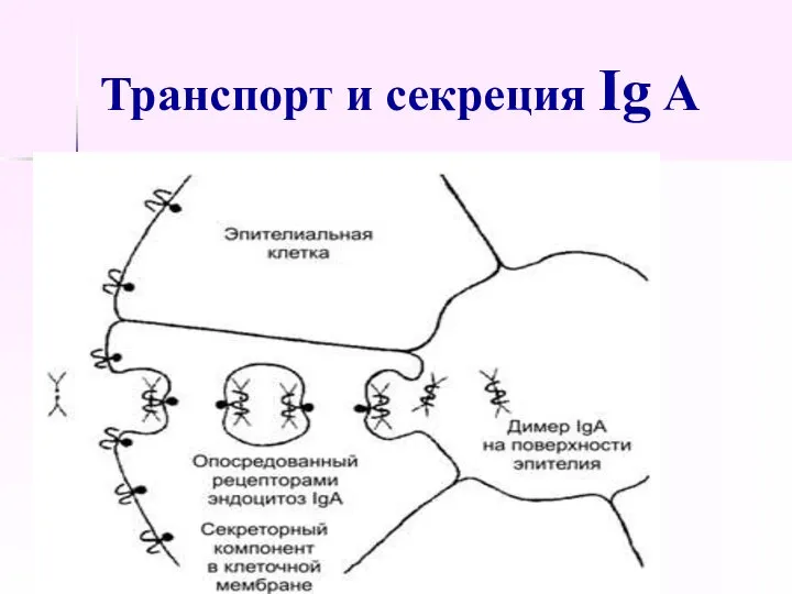 Транспорт и секреция Ig A