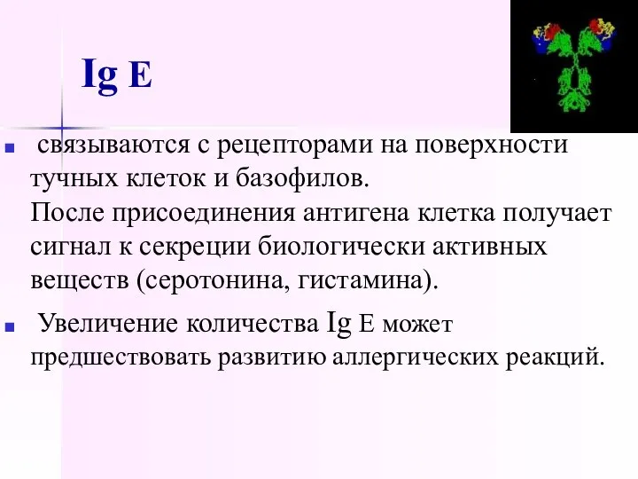 Ig E связываются с рецепторами на поверхности тучных клеток и базофилов.