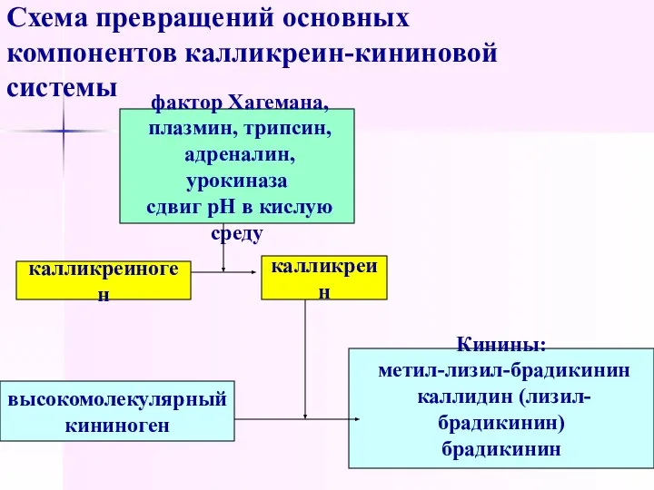 Схема превращений основных компонентов калликреин-кининовой системы высокомолекулярный кининоген фактор Хагемана, плазмин,