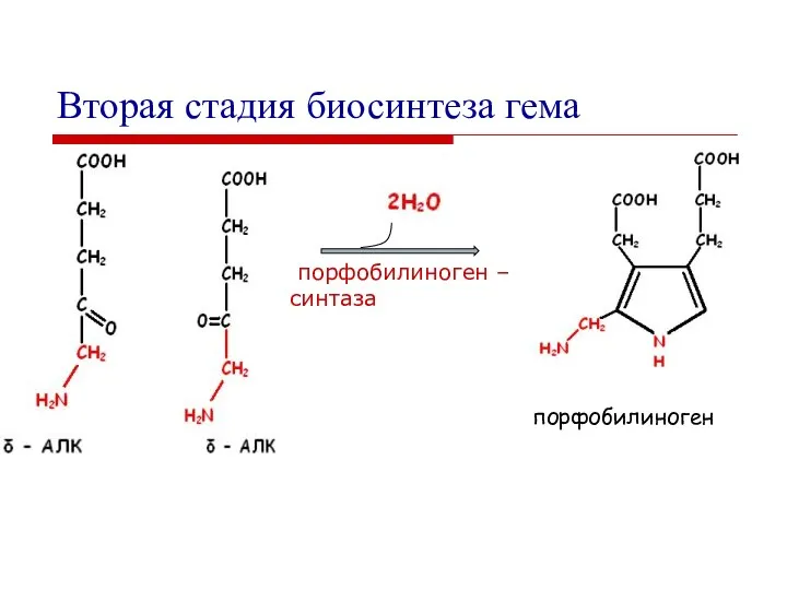 Вторая стадия биосинтеза гема порфобилиноген – синтаза порфобилиноген