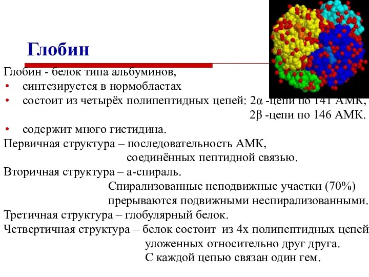 Глобин Глобин - белок типа альбуминов, синтезируется в нормобластах состоит из