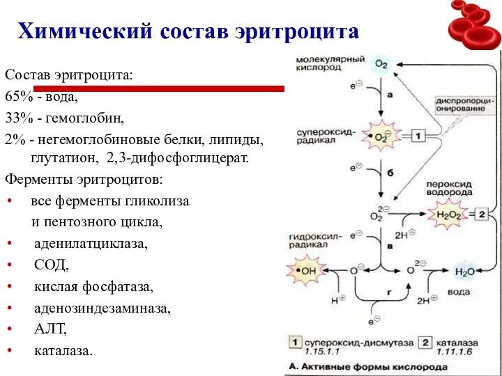 Химический состав эритроцита Состав эритроцита: 65% - вода, 33% - гемоглобин,