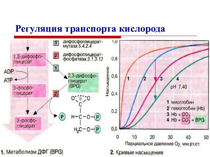 Регуляция транспорта кислорода