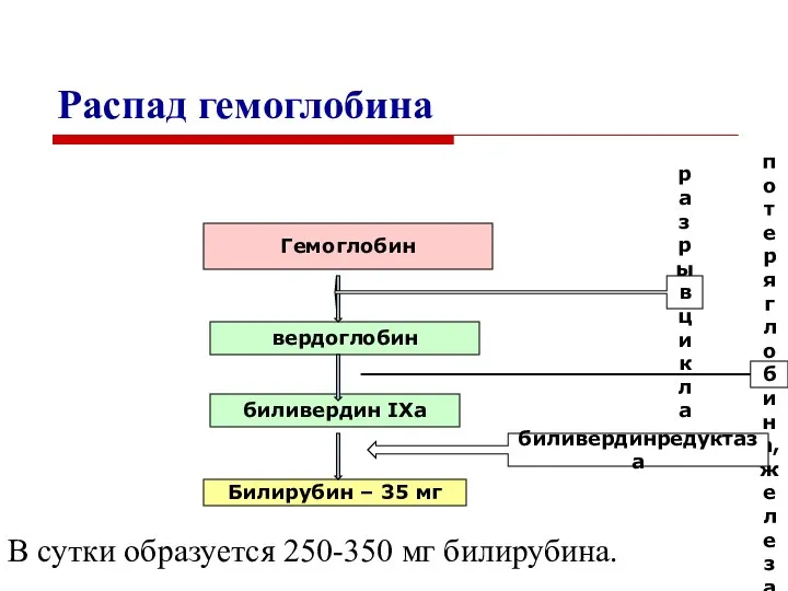 Распад гемоглобина В сутки образуется 250-350 мг билирубина. Гемоглобин вердоглобин биливердин