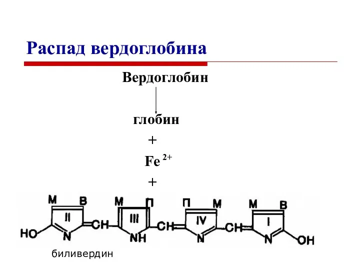 Распад вердоглобина Вердоглобин глобин + Fe + 2+ биливердин