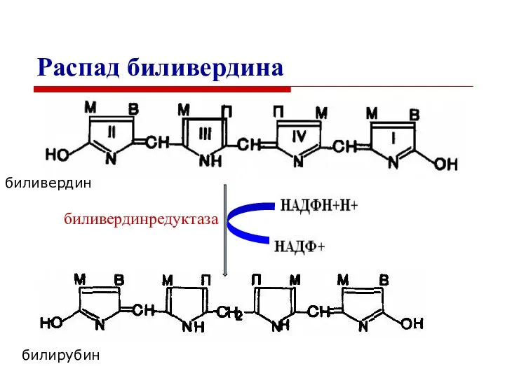 биливердин билирубин Распад биливердина биливердинредуктаза