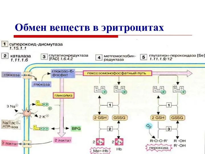 Обмен веществ в эритроцитах