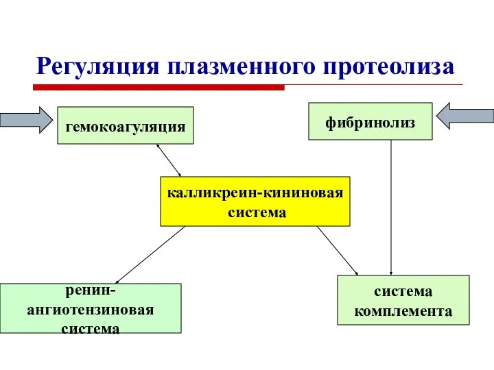 Регуляция плазменного протеолиза гемокоагуляция ренин-ангиотензиновая система калликреин-кининовая система система комплемента фибринолиз