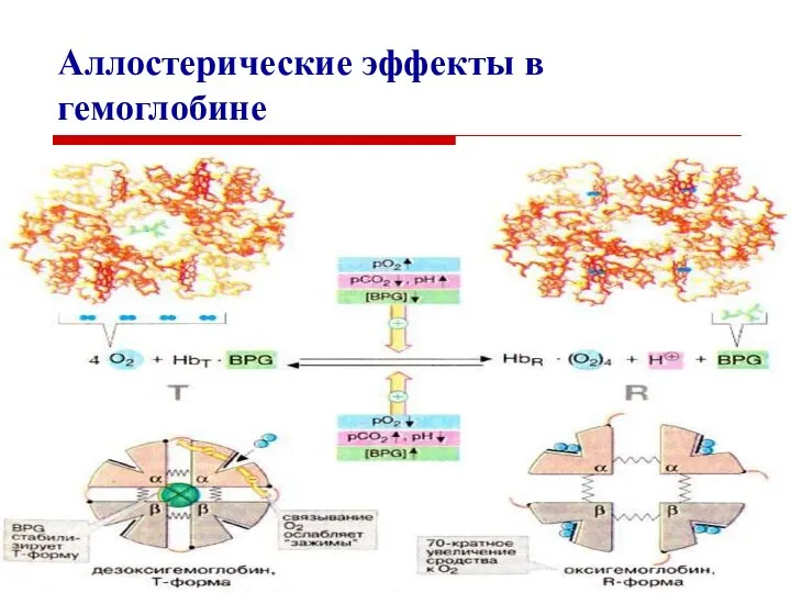 Аллостерические эффекты в гемоглобине