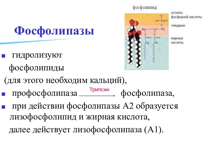 Фосфолипазы гидролизуют фосфолипиды (для этого необходим кальций), профосфолипаза фосфолипаза, при действии