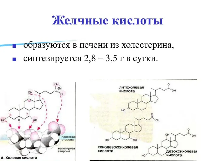 Желчные кислоты образуются в печени из холестерина, синтезируется 2,8 – 3,5 г в сутки.