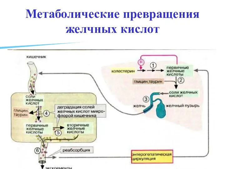 Метаболические превращения желчных кислот