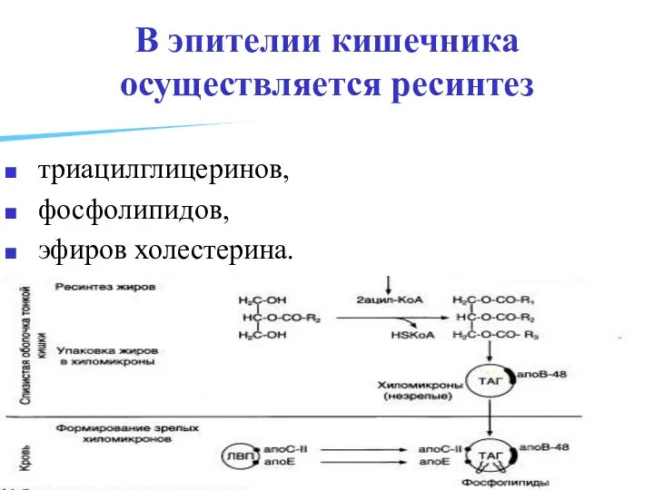 В эпителии кишечника осуществляется ресинтез триацилглицеринов, фосфолипидов, эфиров холестерина.